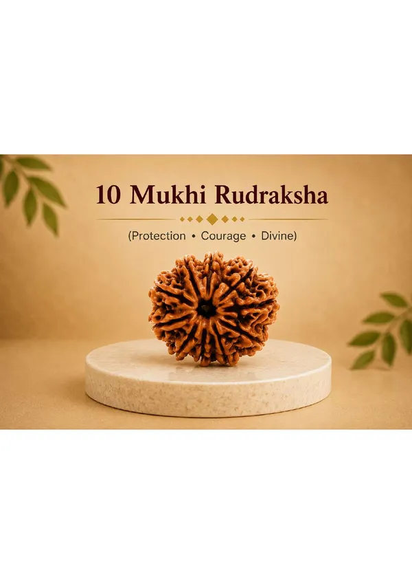 10_Mukhi_Nepal_Rudraksha