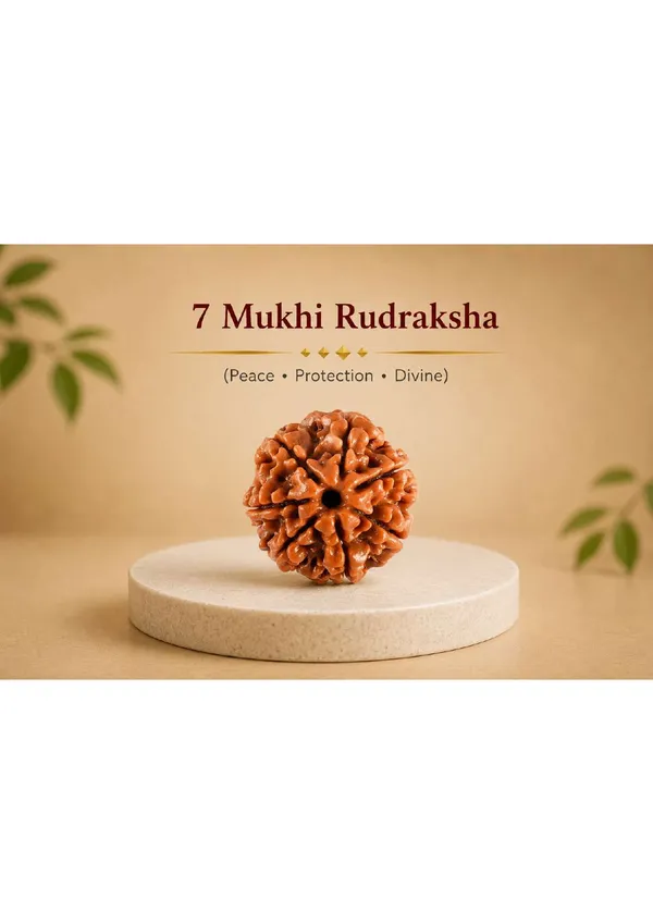 7_Mukhi_Nepal_Rudraksha