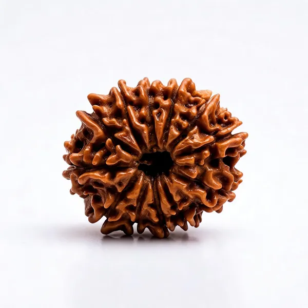 12_Mukhi_Nepal_Rudraksh