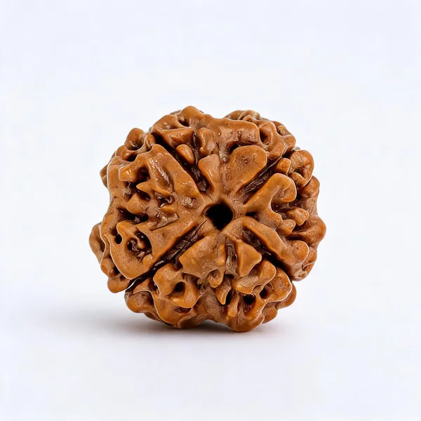 4_Mukhi_Nepal_Rudraksha