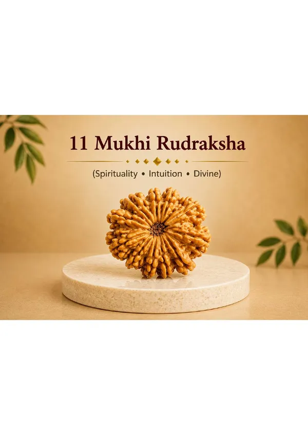 11_Mukhi_Nepal_Rudraksha