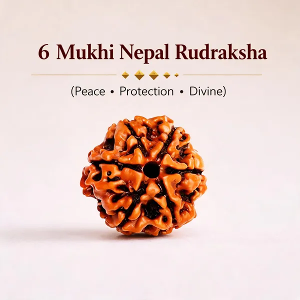 6_Mukhi_Nepal_Rudraksha