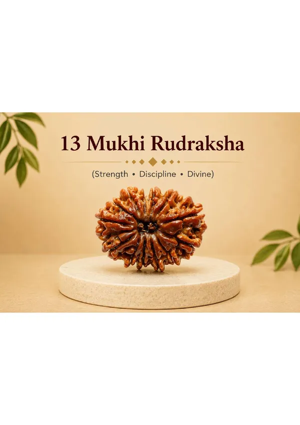 13_Mukhi_Nepal_Rudraksha