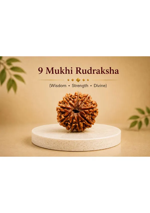 9_Mukhi_Nepal_Rudraksha