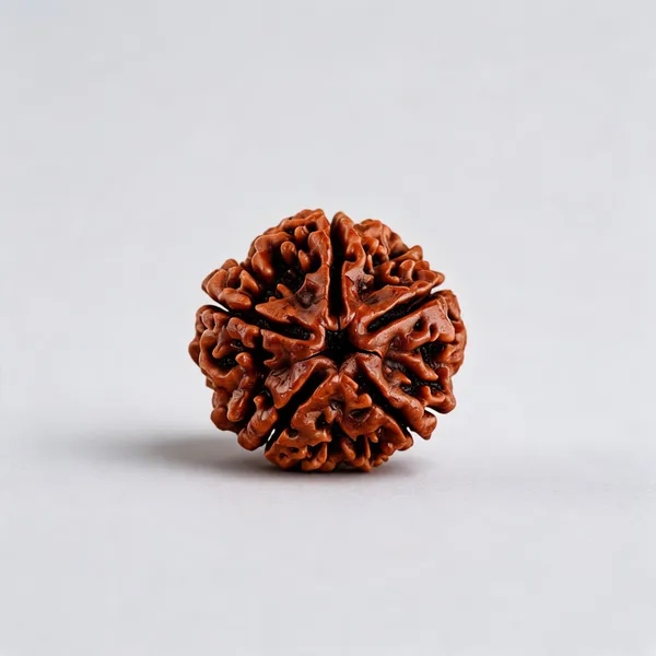 5_Mukhi_Nepal_Rudraksh