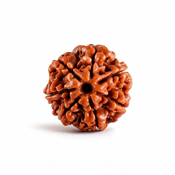 7_Mukhi_Nepal_Rudraksha