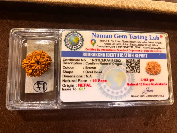 10_Mukhi_Nepal_Rudraksha