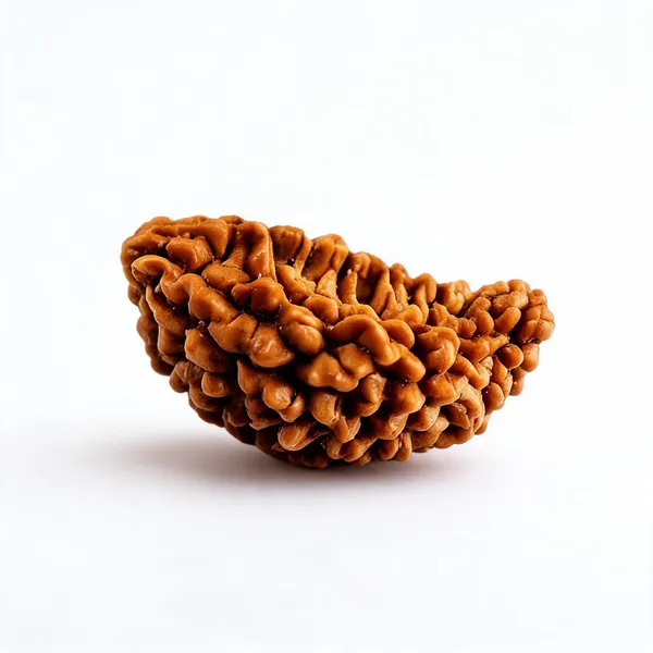 1_Mukhi_Rudraksha