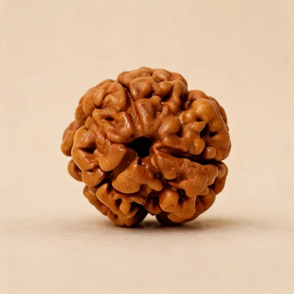 3_Mukhi_Nepal_Rudraksha