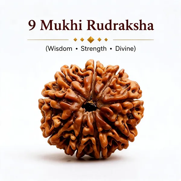 9_Mukhi_Nepal_Rudraksha