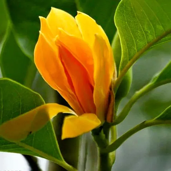 Magnolia_Champaca_Swarna_Chapa_Flower_Plant_Yellow