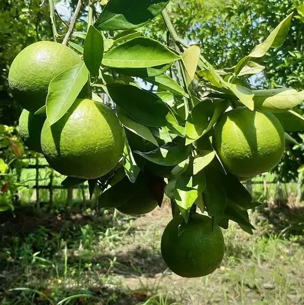 All_Time_Vietnam_Malta_Grafted_Lemon_Fruit_Plant