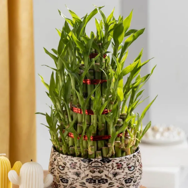 Lucky_Water_Bamboo_Live_Plants_4_Layers