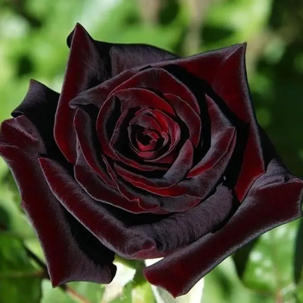 Black_Lady_Rose_Flower_Plant_For_Home_Garden