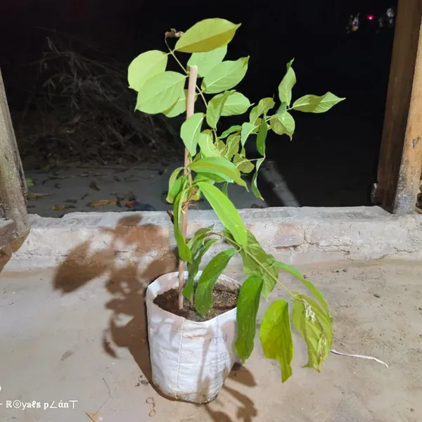 Double_Petal_Rangoon_Creeper_Madhumalati_Flower_Plant