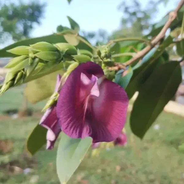 Butterfly_Pea_Tree_Clitoria_Arborea_Rare_Live_Plant