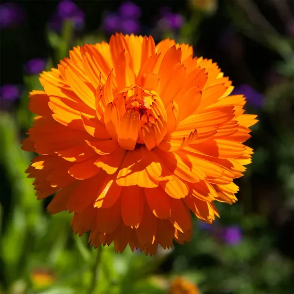 Calendula_Flower_Plant_Orange