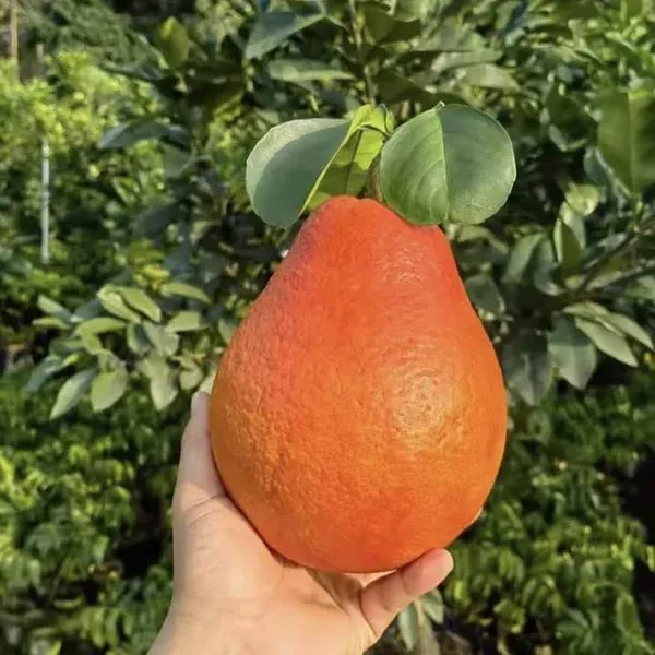 Dekopon_Orange_Fruit_Plant_For_Home_Garden