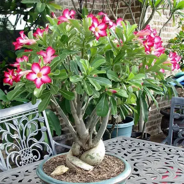 Adenium_Flower_Plants_Combo_Pack_Of_6