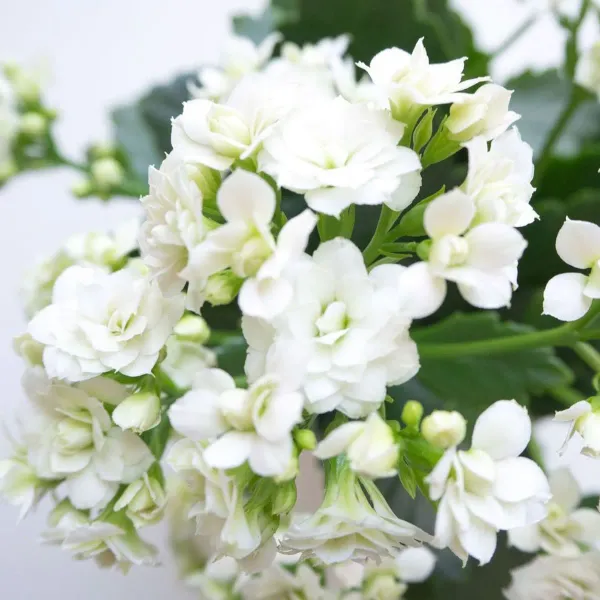 Kalanchoe_Flower_Plant_White