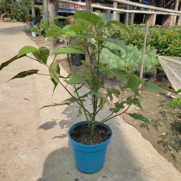 Lantern_Hibiscus_Flower_Plant_Pink