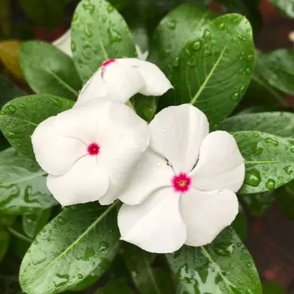 Vinca_Sadabahar_Flower_Plant_White_Red_Dot