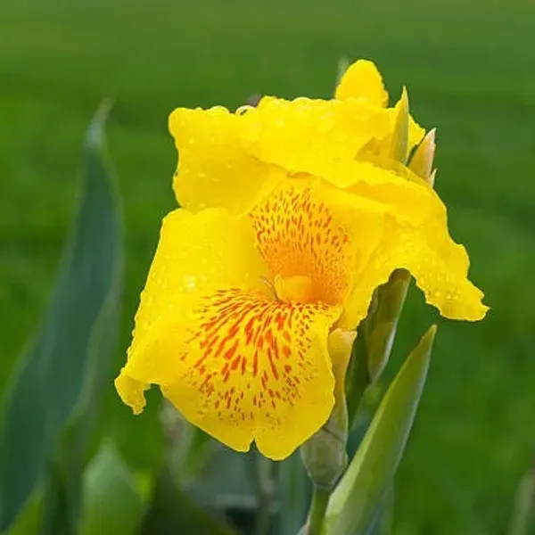 Canna_Indica_Flower_Plant_Yellow
