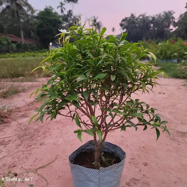 Chinese_Dwarf_Variety_Crepe_Jasmine_Flower_Plant_White
