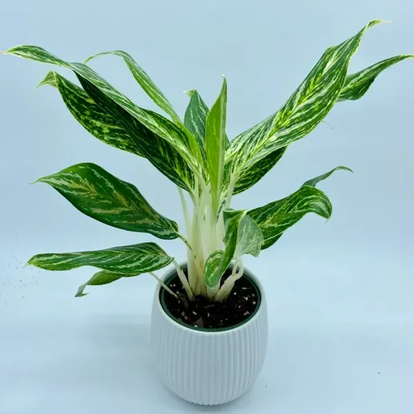 Aglaonema_White_Lightning_For_Home_Garden