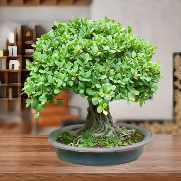 Bonsai_Plant_Grafted_Chinese_Banyan_Tree_China_Bot