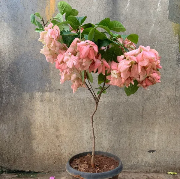 Mussaenda_Philippica_Flower_Plant_Pink