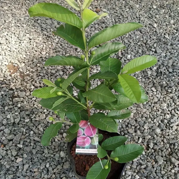 Madhuri_Guava_Grafted_Hybrid_Fruit_Plant