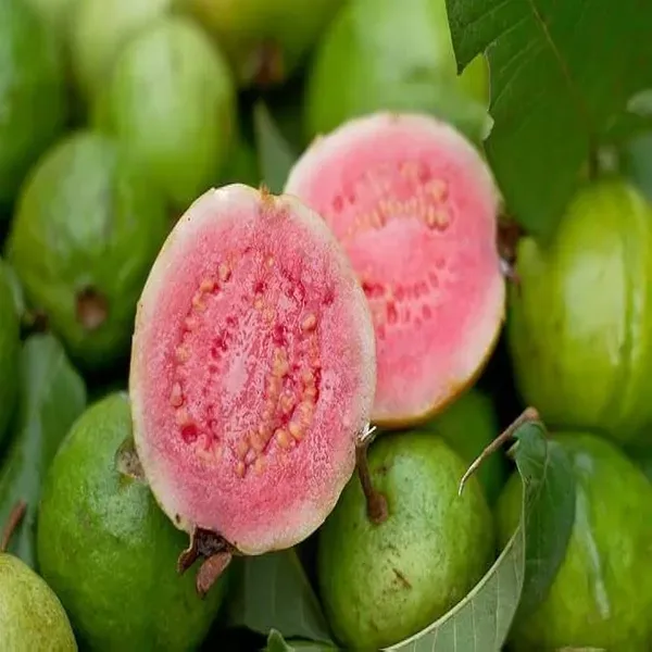Madhuri_Guava_Grafted_Hybrid_Fruit_Plant