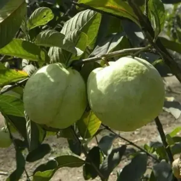 Madhuri_Guava_Grafted_Hybrid_Fruit_Plant