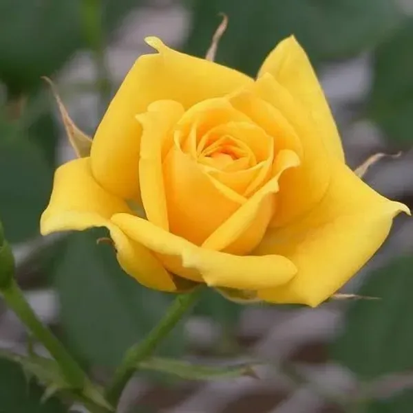 Rose_Flower_Plant_Combo_Pack_Of_4
