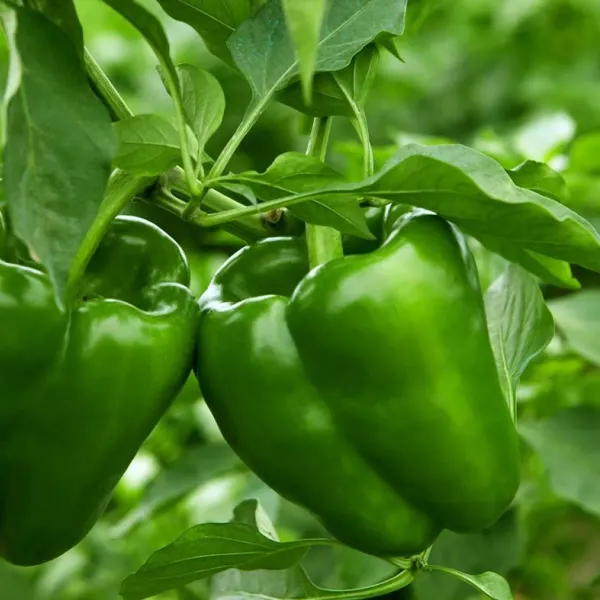 Shimla_Mirch_Capsicum_Fruit_Plant_Green