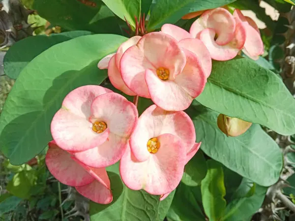 Euphorbia_Mili_Pink_White_For_Home_Garden