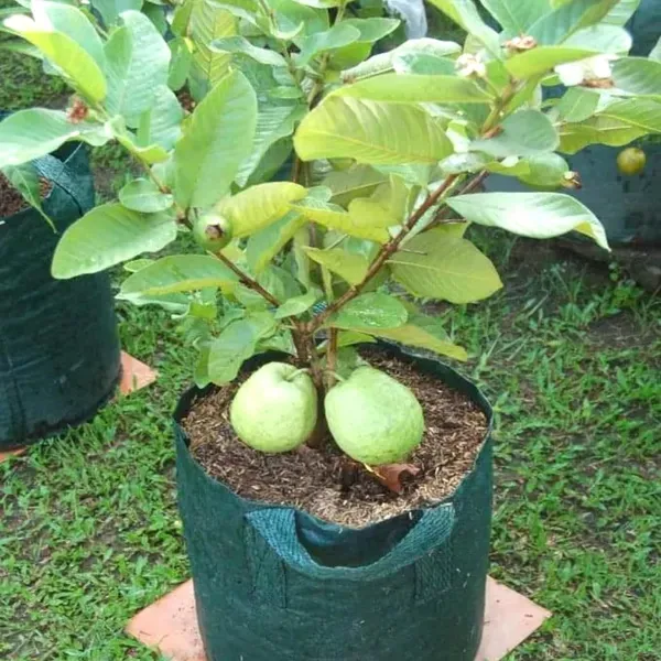Vietnam_All_Time_Guava_Grafted_Fruit_Plant