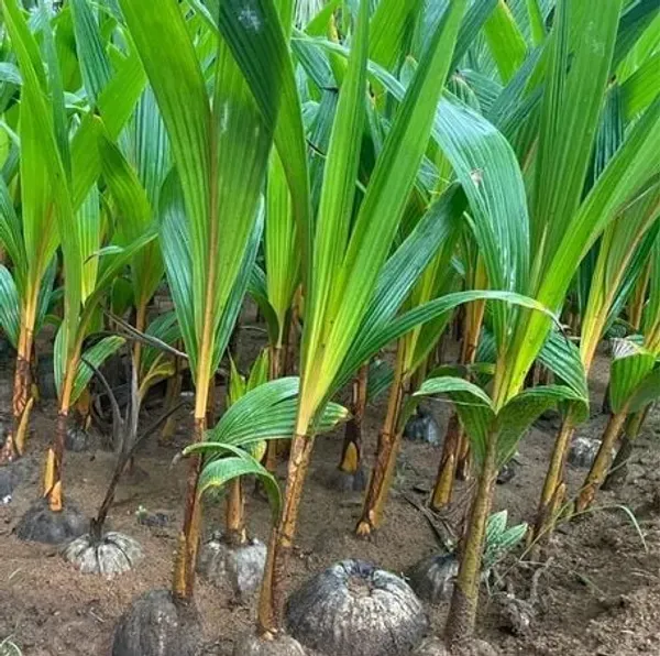 Indian_Coconut_Fruit_Plant_For_Home_Garden