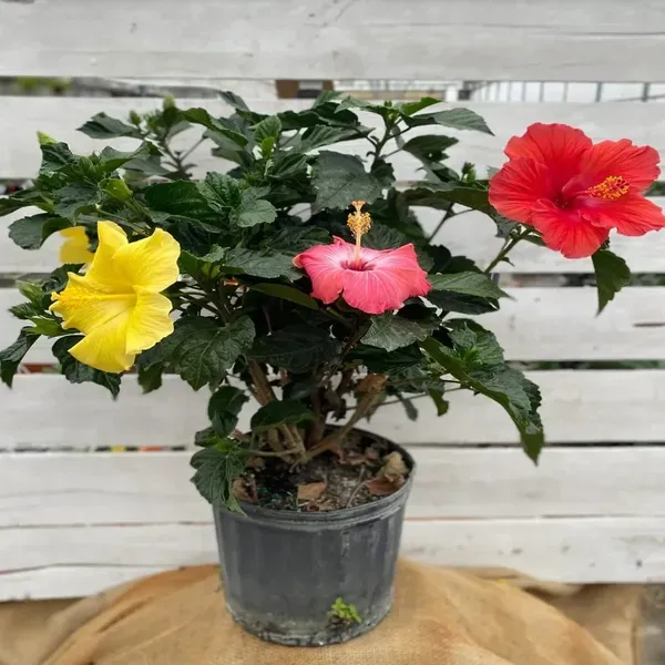 Multigrafted_Hibiscus_Flowers_Plant_10_Colours