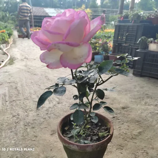 Princess_Of_Monaco_Rose_Flower_Plant