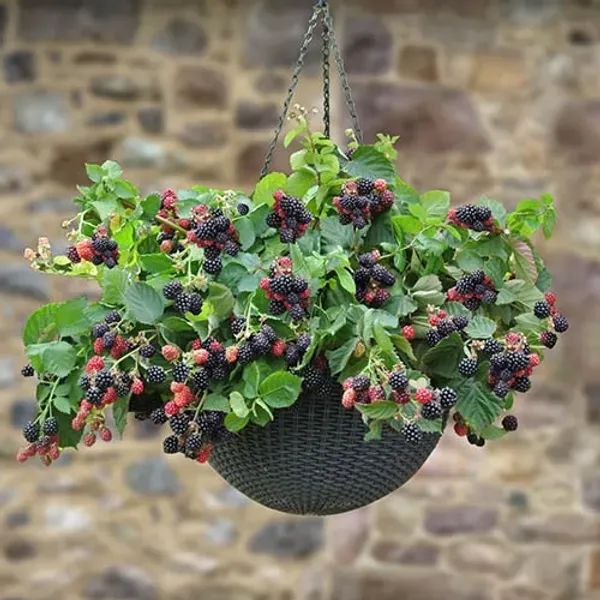 Black_Berry_Hybrid_Fruit_Plant