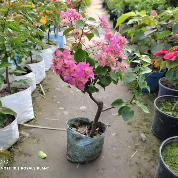 Thailand_Pink_Bougainvillea_Flower_Plant