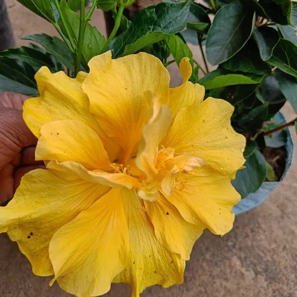Double_Petal_Grafted_Hibiscus_Flower_Plant