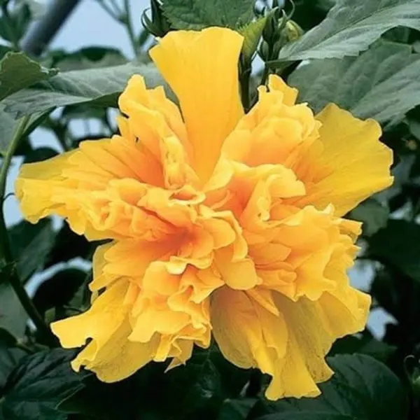 Double_Petal_Grafted_Hibiscus_Flower_Plant