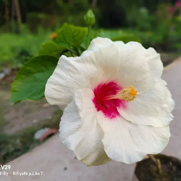 American_Variety_Big_Leaves_Hibiscus_Flower_Plants_White