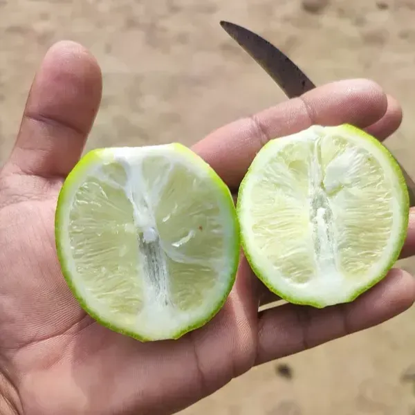 Seedless_Lemon_Grafted_Hybrid_Fruit_Plant