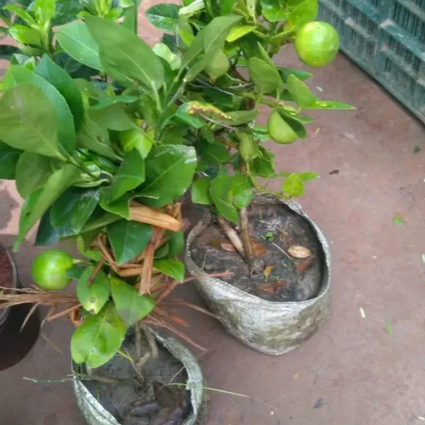 Seedless_Lemon_Grafted_Hybrid_Fruit_Plant