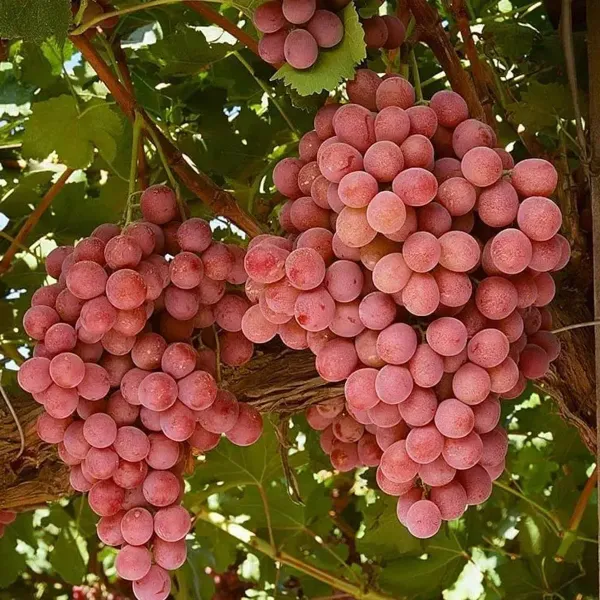 Pink_Grapes_Dwarf_Vaaritey_Hot_Climate_Fruit_Plant