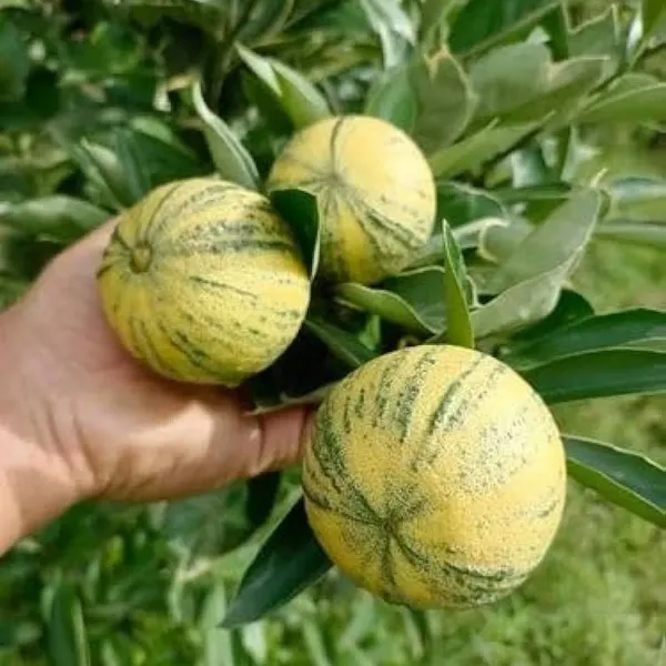 Sweet_Variegated_Malta_Lemon_Grafted_Fruit_Plant
